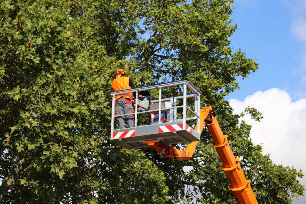 Reliable Panacea, FL  Tree Services Solutions